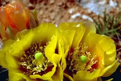 Prickly Pear Cactus jigsaw puzzle