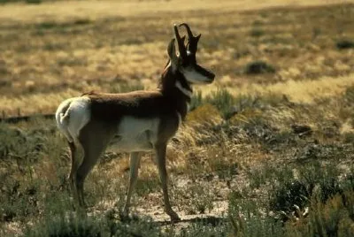 Antilope Antilocapra