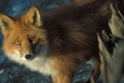 Red Fox w Shipwreck Courtney Ford