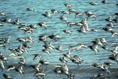 Rock Sandpipers jigsaw puzzle