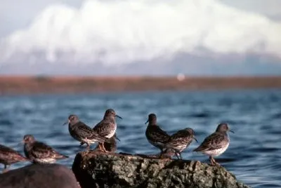 Rock Sandpipers at Rocky Shoreline jigsaw puzzle