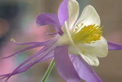 Rocky Mountain Columbine jigsaw puzzle