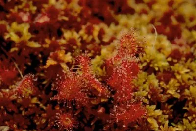 Round Leaf Sundew jigsaw puzzle