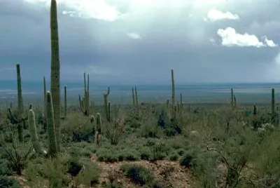 Saguaro Cactus jigsaw puzzle