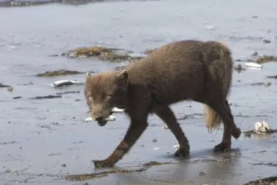 Sanak south fox camp, Arctic Fox jigsaw puzzle