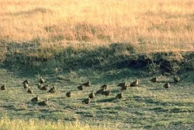 Sand Grouse jigsaw puzzle