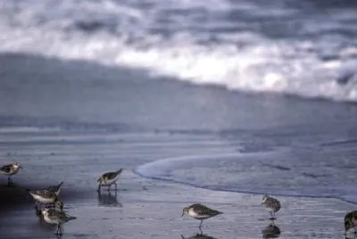 Sanderlings at Shoreline jigsaw puzzle