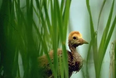 Sandhill Crane Colt in Marsh jigsaw puzzle