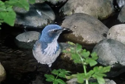 Scrub Jay, Western