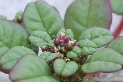 פאזל של אמריקן ים