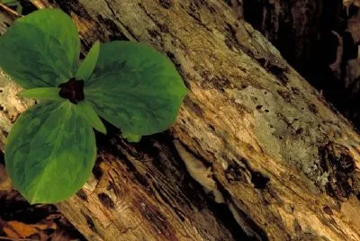 Sessiles Trillium