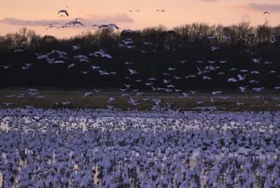 Snow geese jigsaw puzzle