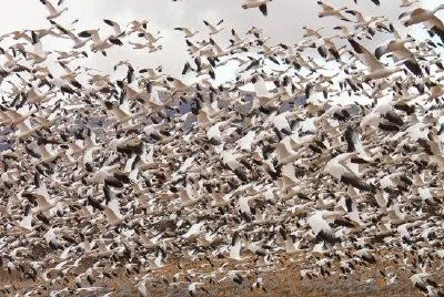 Snow Geese jigsaw puzzle