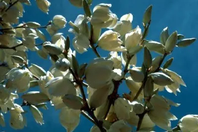 Soaptree yucca jigsaw puzzle