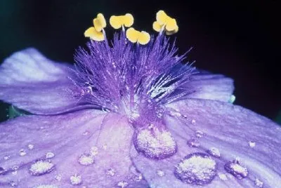 Spider Wort jigsaw puzzle