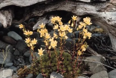 Spotted Saxifrage jigsaw puzzle