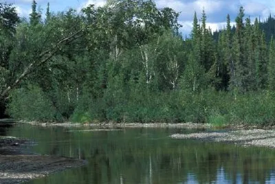 Fichte und Birkenwald entlang des Kanuti Flusses