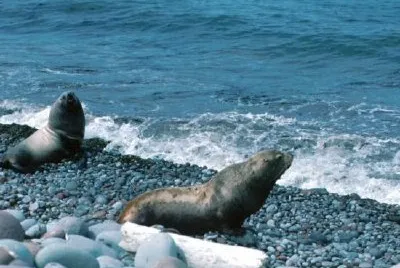Steller Sea Lions jigsaw puzzle