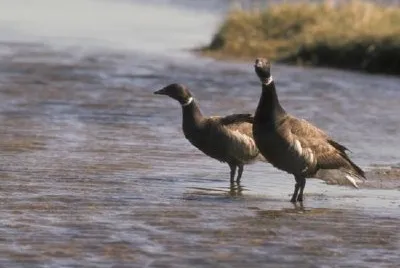 Brant Pair