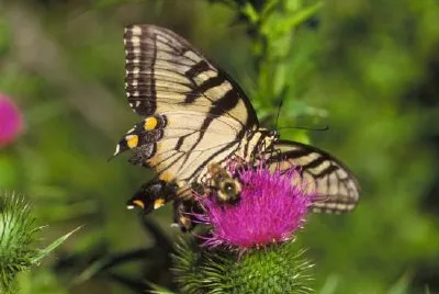 Swallowtail Butterfly and bee on thistle jigsaw puzzle