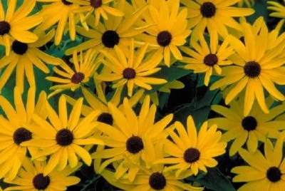 Susan dulce de ojos negros