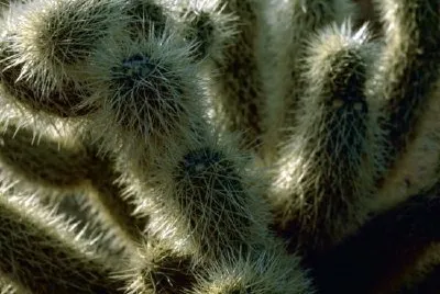 Orsacchiotto di peluche cholla cactus