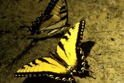 Tiger Swallowtail Butterfly jigsaw puzzle