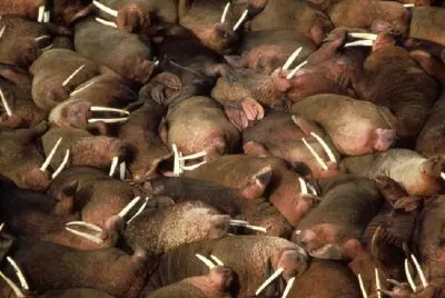 Walrus Herd jigsaw puzzle