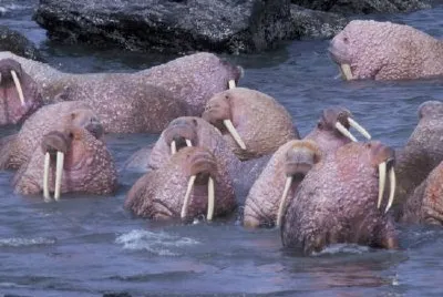 Walrus on Togiak National Wildlife Refuge jigsaw puzzle