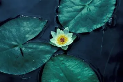 Water Lily jigsaw puzzle
