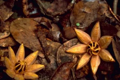 West Indian Mahogany Seedling jigsaw puzzle