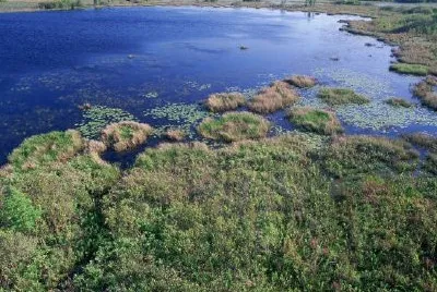 Habitat delle zone umide a Okefenokee National Wildlife Refuge