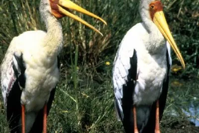 Yellow-billed Storks jigsaw puzzle