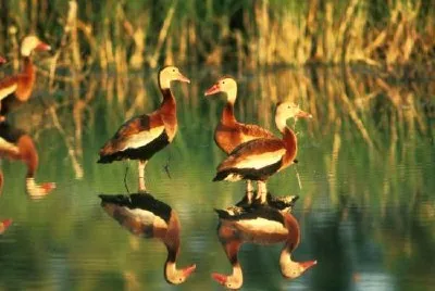 Whistling Duck jigsaw puzzle