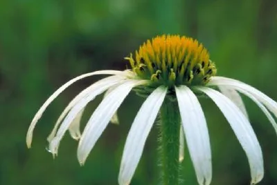 White narrow-leaved Coneflower jigsaw puzzle