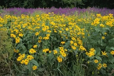 Flores silvestres e invasoras en National Wildlife Refuge