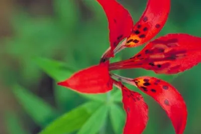 Wood lily jigsaw puzzle
