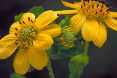 Leafcup giallo