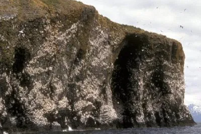 ミツユビカモメコロニー