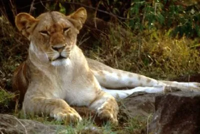 African Lion jigsaw puzzle