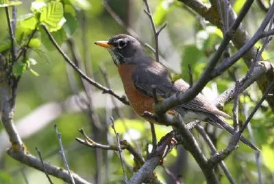 Amerikanische Robin-Frau