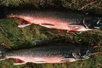 Arctic Char jigsaw puzzle