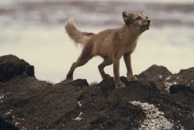 Arctic fox on rocks jigsaw puzzle