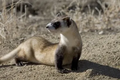 Furetto dai piedi neri (prigioniero)