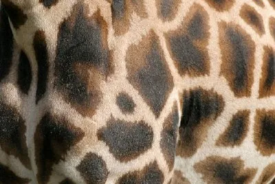 Giraffe jigsaw puzzle