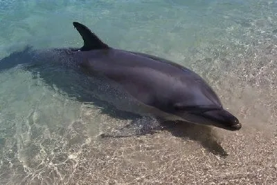 Dolphin jigsaw puzzle