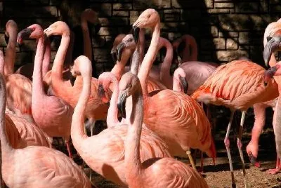 Flamingo jigsaw puzzle