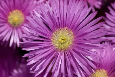 Fiori