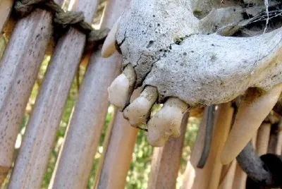 Bones jigsaw puzzle