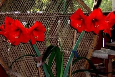 Amaryllis jigsaw puzzle